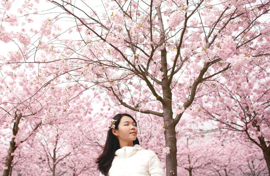 Japan’s Cherry Blossom 2017